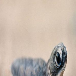 Meet your Posher, Hope